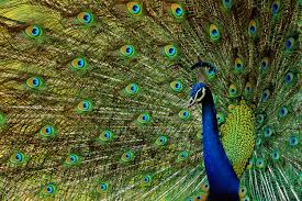 Peacock Tail