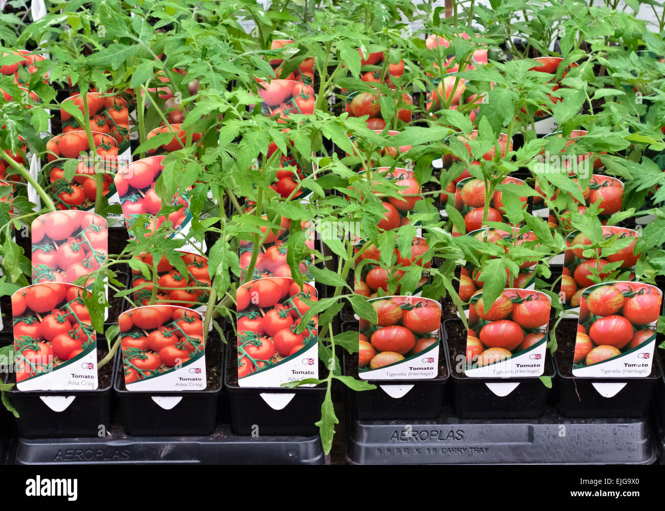 Plantel Tomate Cherry