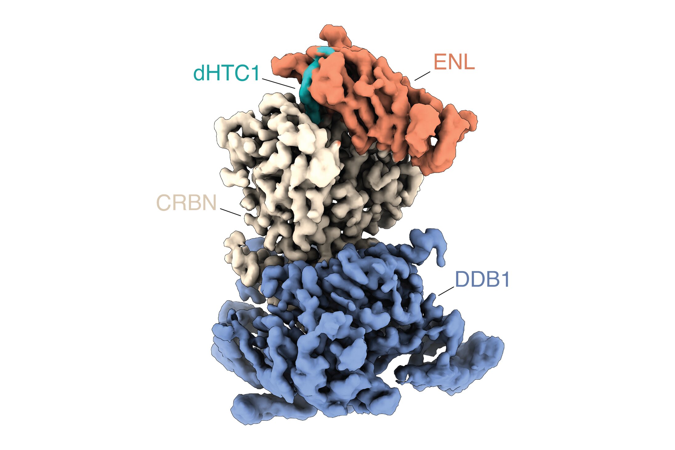 Estructura molecular del complejo CRBN-ENL-dHTC1