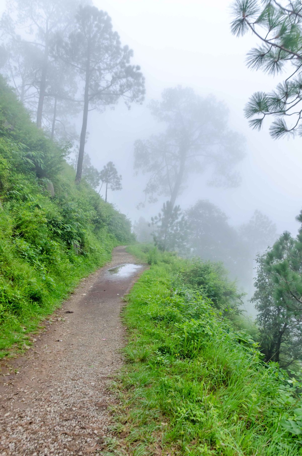 Kasauli landscape