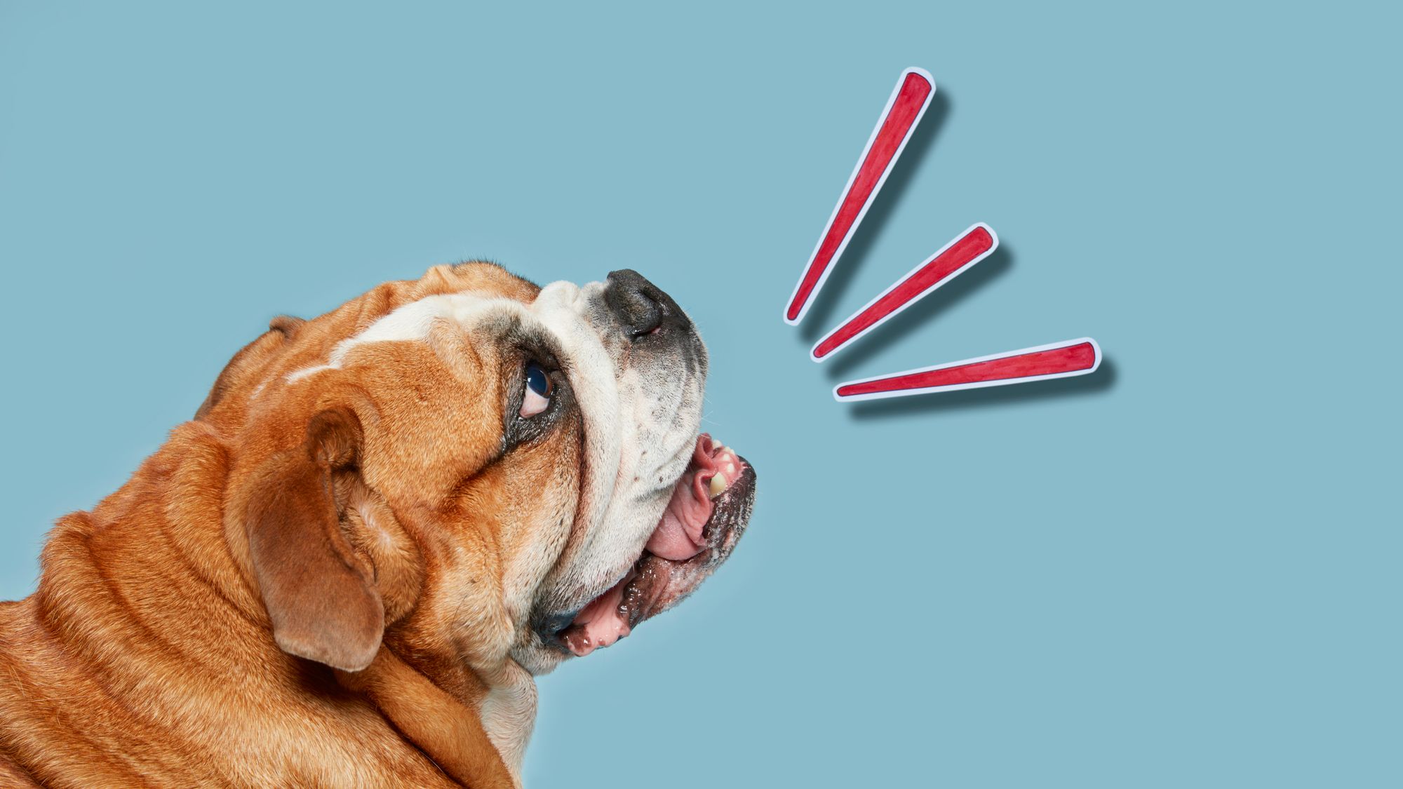 Perro ladrando durante un experimento científico
