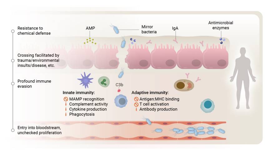 Representación de bacterias invadiendo el sistema inmunitario