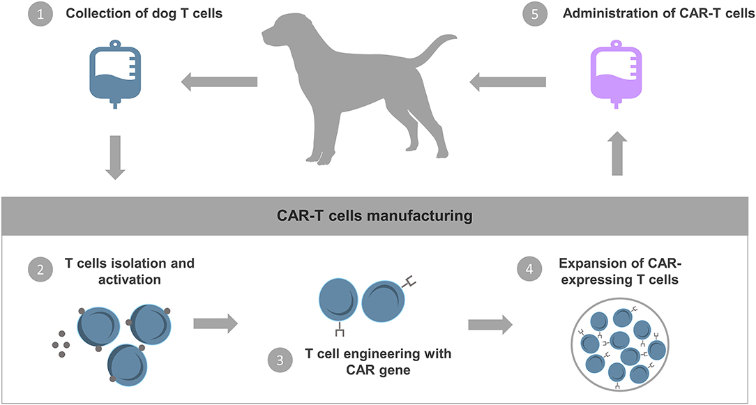Proceso de células CAR-T para el tratamiento del cáncer