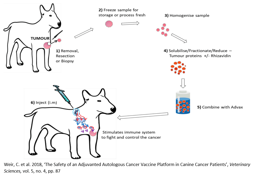 Proceso de la vacuna experimental contra el cáncer en perros