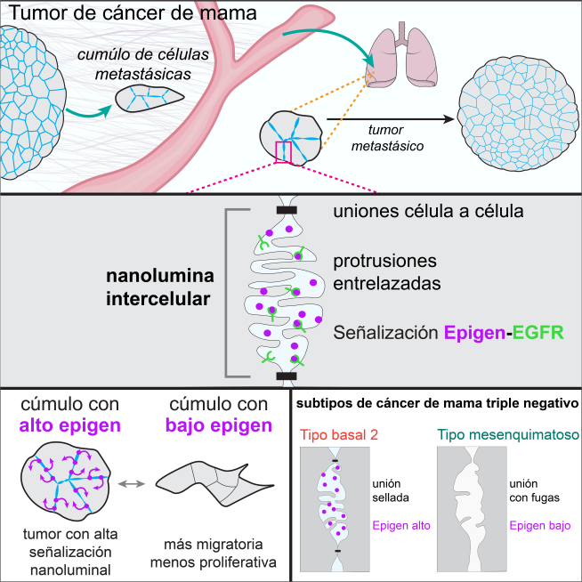 Esquema del mecanismo de metástasis del cáncer de mama