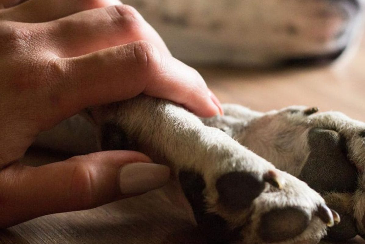 Mano acariciando la pata de un perro, mostrando ternura y conexión