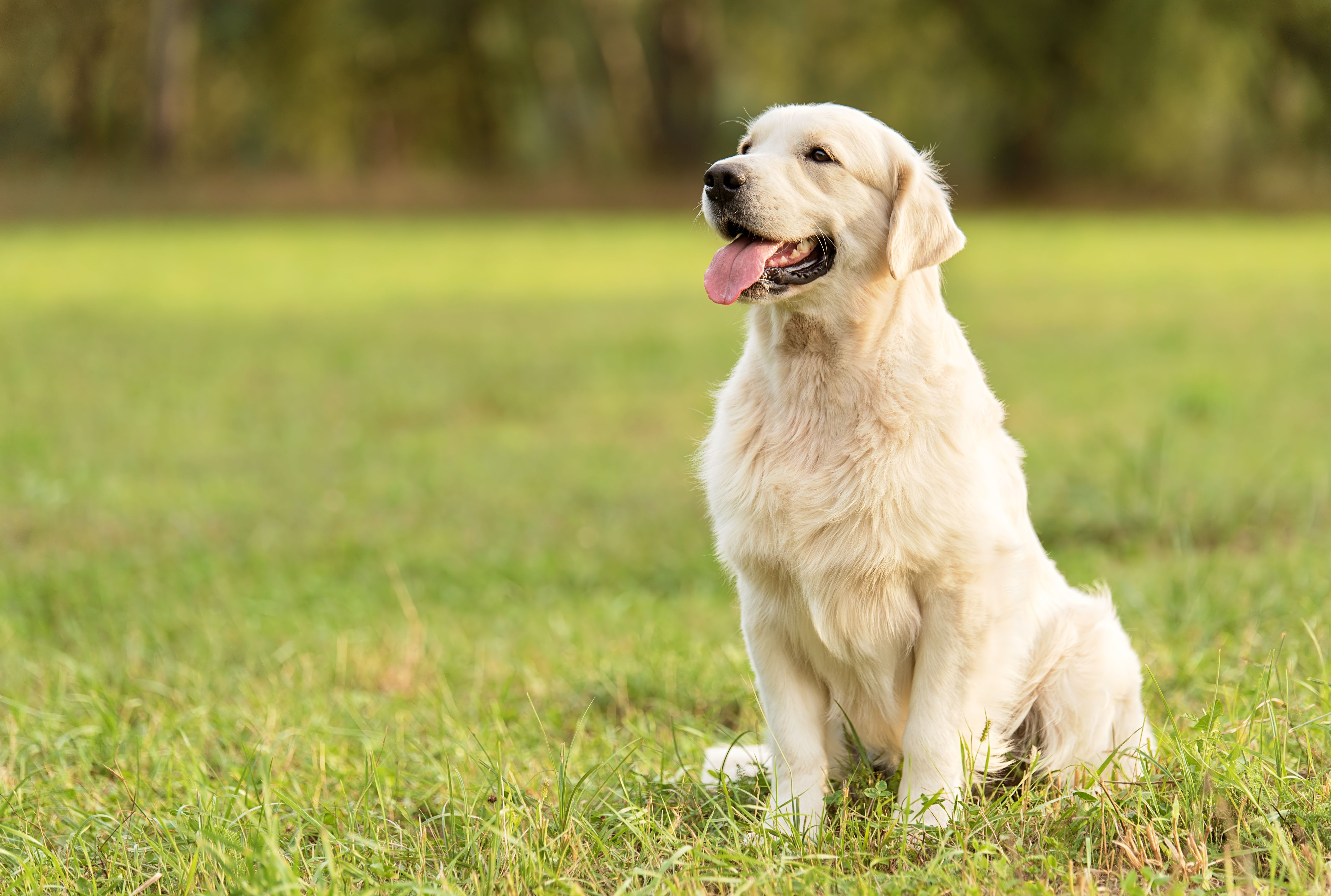Golden retriever disfrutando de la vida después del tratamiento