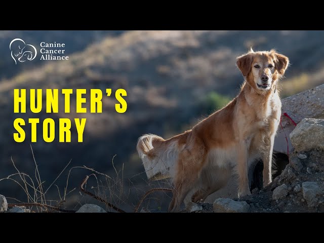 Historia de Hunter, un perro que sobrevivió al cáncer