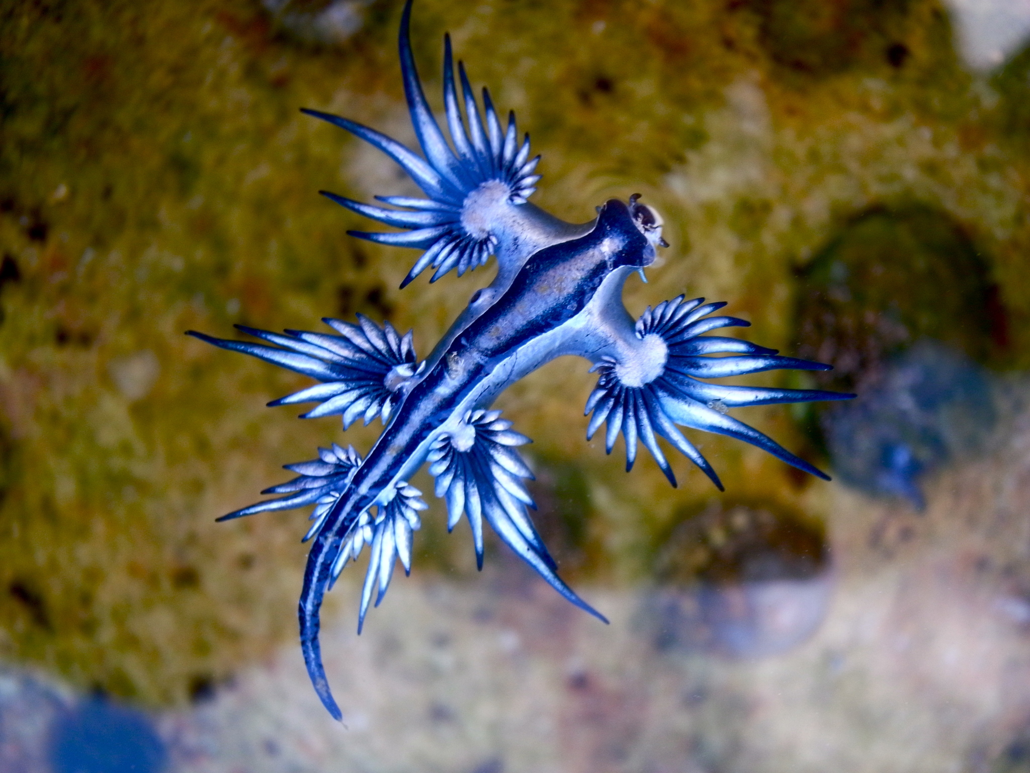 Dragón azul (Glaucus atlanticus) flotando en el agua