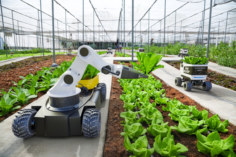 Robot harvesting lettuce in greenhouse