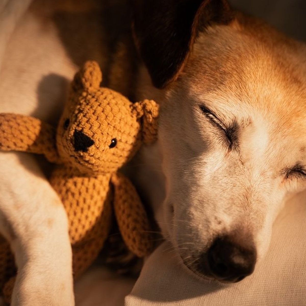 Un perro y un gato durmiendo juntos, mostrando el vínculo inter-especies