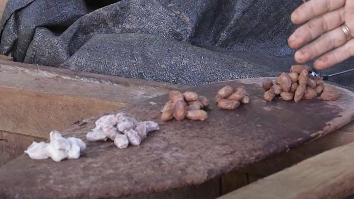 Diferentes variedades de granos de cacao mostrando su diversidad de colores y sabores