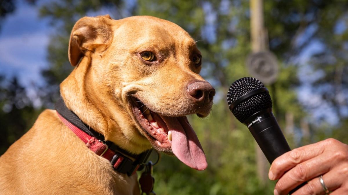 Perro frente a un micrófono durante un experimento de reconocimiento de ladridos