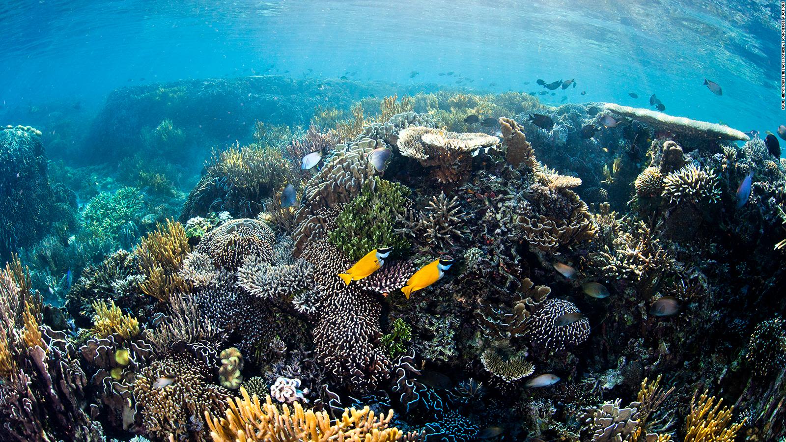 Arrecife de coral afectado por el calentamiento