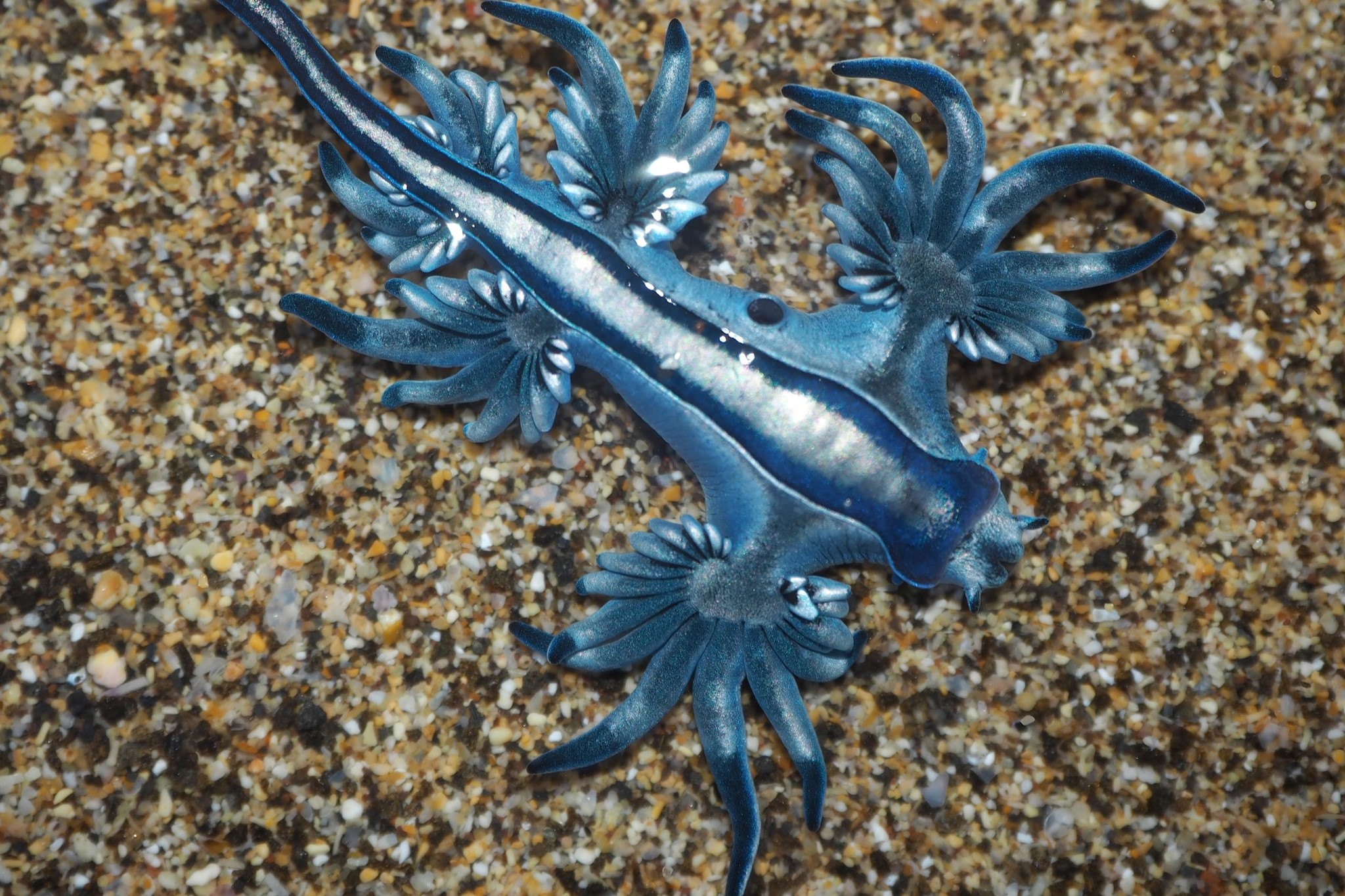 Detalle de las ceratas del dragón azul
