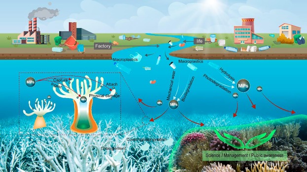Impacto humano en los ecosistemas de coral