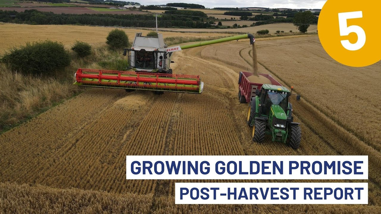 Golden barley fields representing Turkey barley import trade and agricultural commodity supply chain