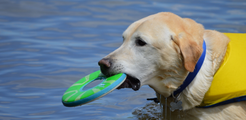 Perro disfrutando de la vida después de superar el cáncer