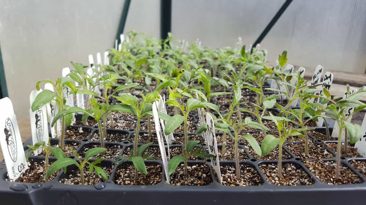 Plantas y Semillas