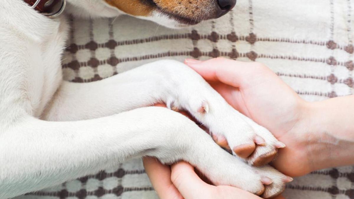 Mano sosteniendo la pata de un perro, simbolizando conexión y apoyo