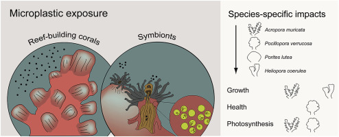 Efectos de los microplásticos en los corales