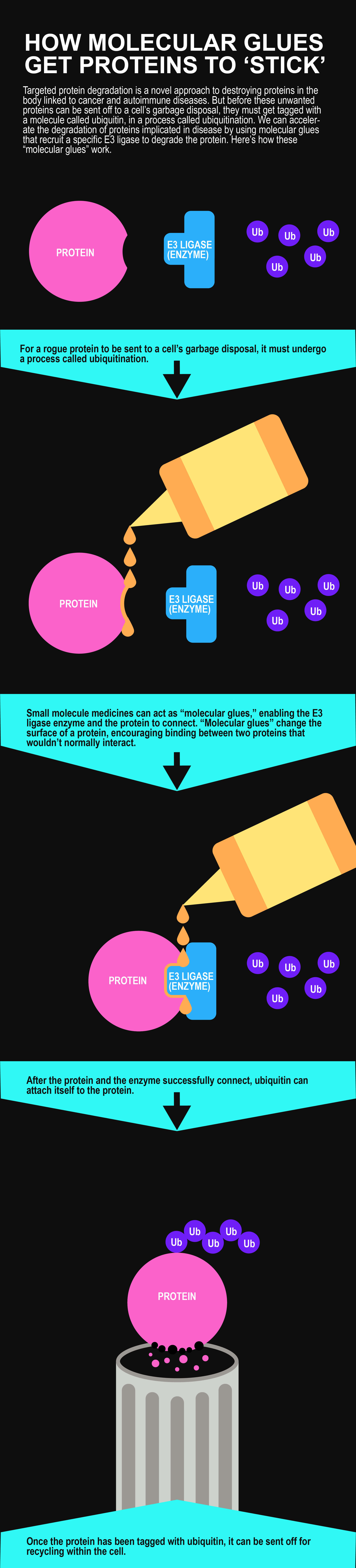 Ilustración del mecanismo de acción de un pegamento molecular que induce la degradación de una proteína objetivo