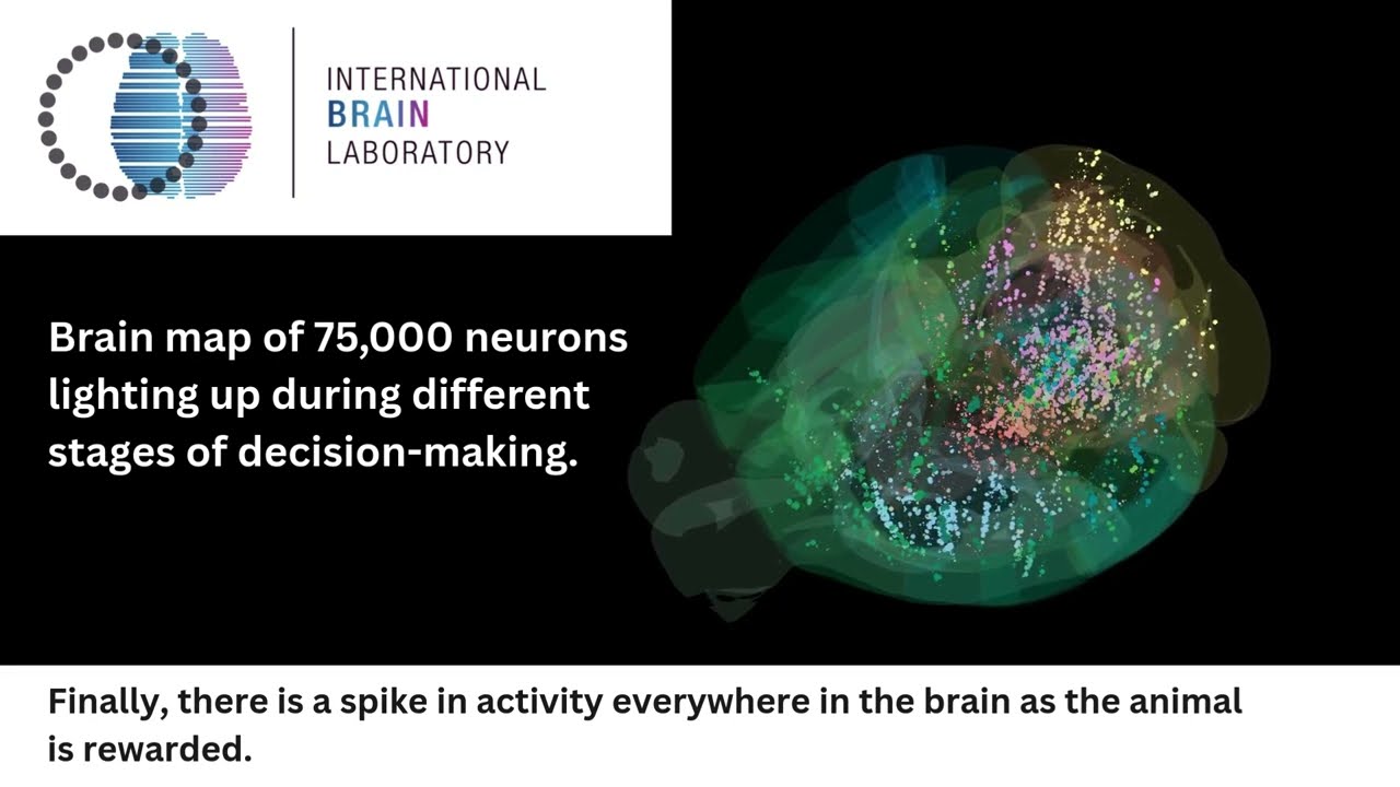 Logo del International Brain Laboratory y visualización de la actividad neuronal cerebral