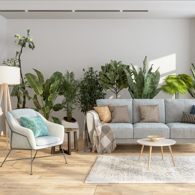 Modern interior with plants