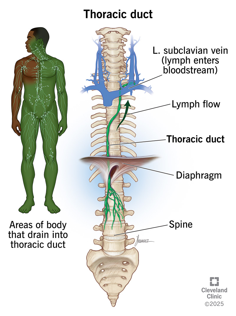 Lymphatic System Diagram