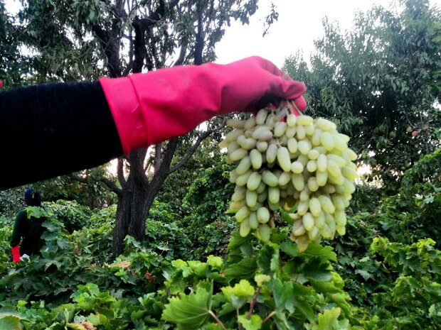 Kashmar vineyard with hand harvesting