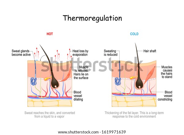 Skin temperature regulation mechanism in hot and cold environments