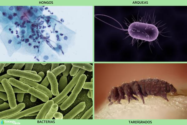 Representación de los tres dominios de la vida: arqueas, bacterias y eucariotas