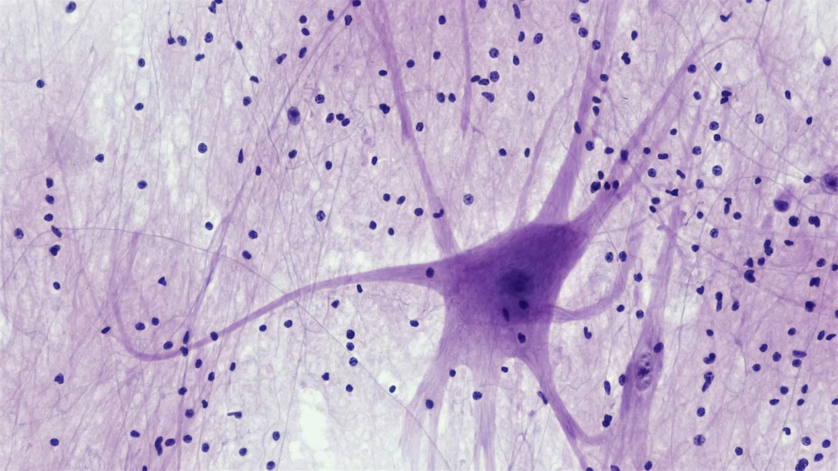 Neuronas bajo el microscopio