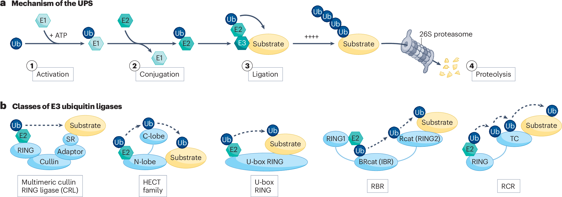 Sistema de ubiquitina-proteasoma y clasificación de ligasas de ubiquitina E3
