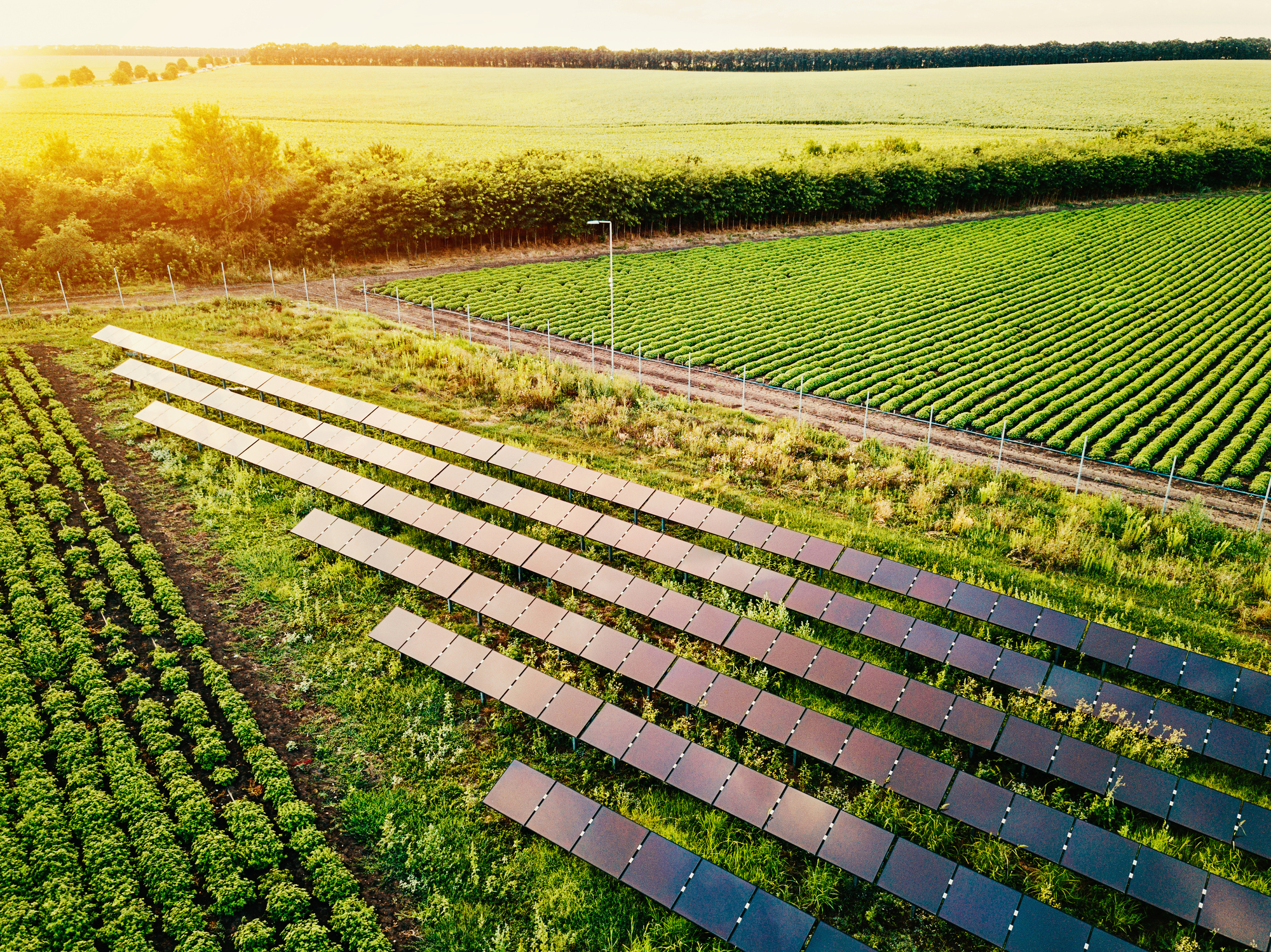 Mini-Grids and the Future of Rural Electrification — Zaviku Group insights article cover image