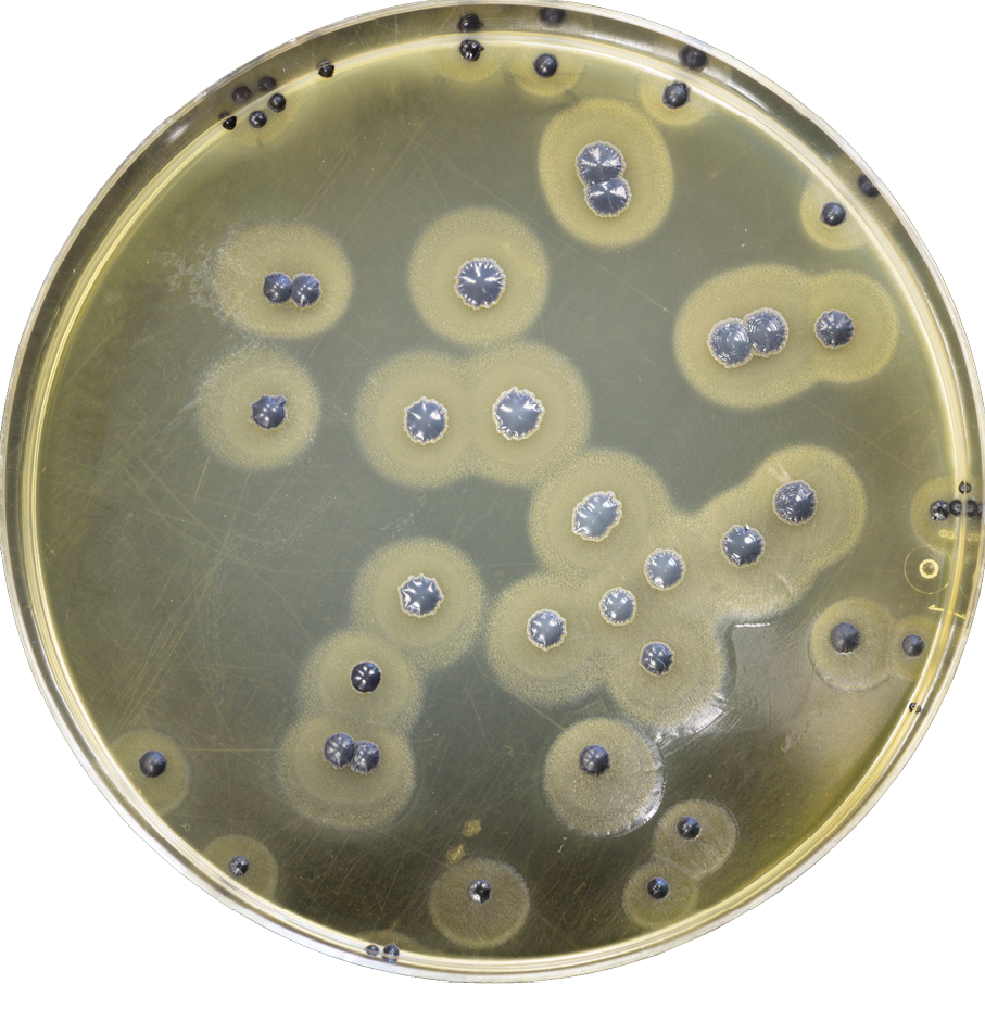 Colonias bacterianas formando un biofilm en una placa de Petri