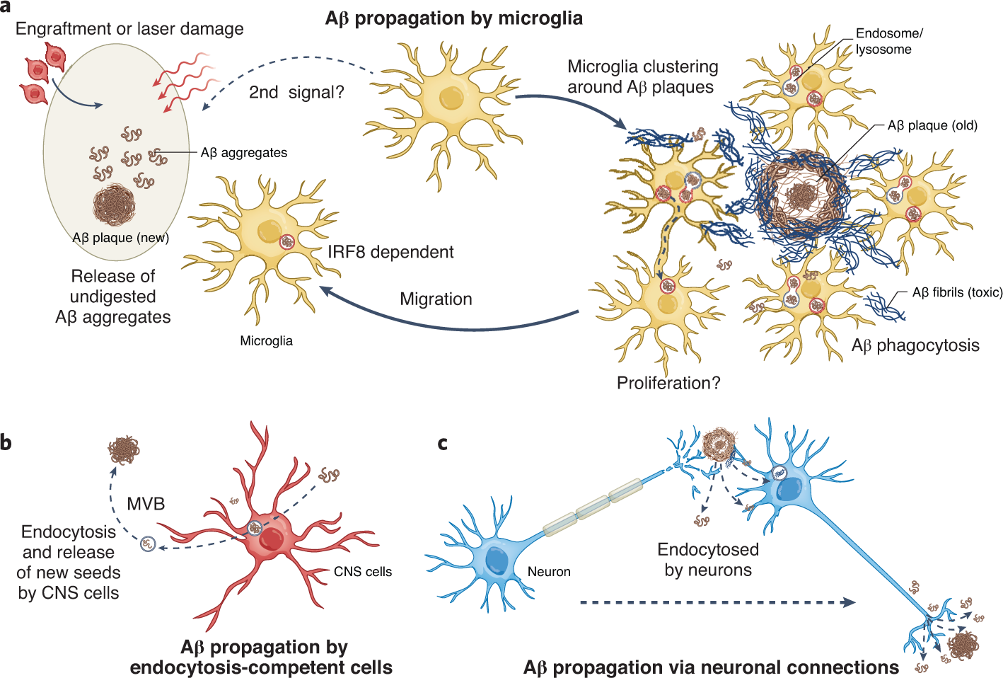 Mecanismo de propagación de proteínas en el Alzheimer
