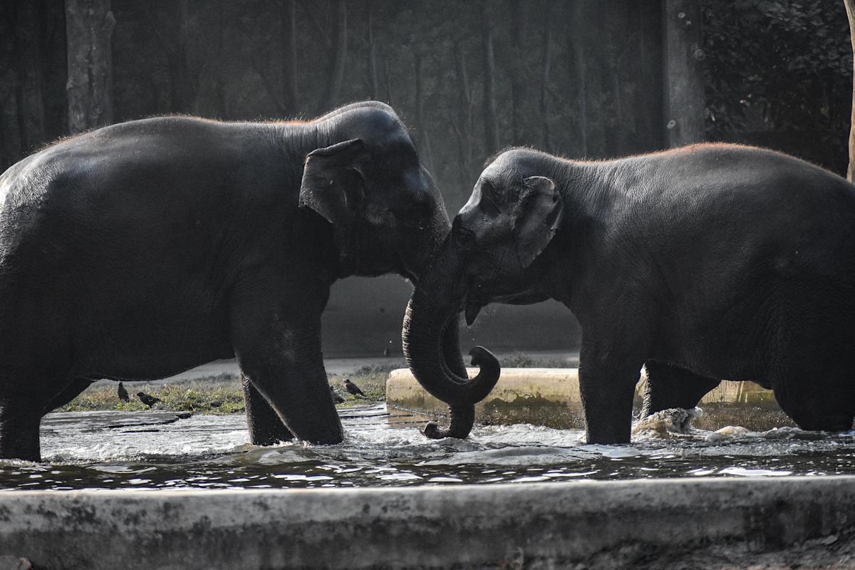PM Modi de la India en una reunión internacional
