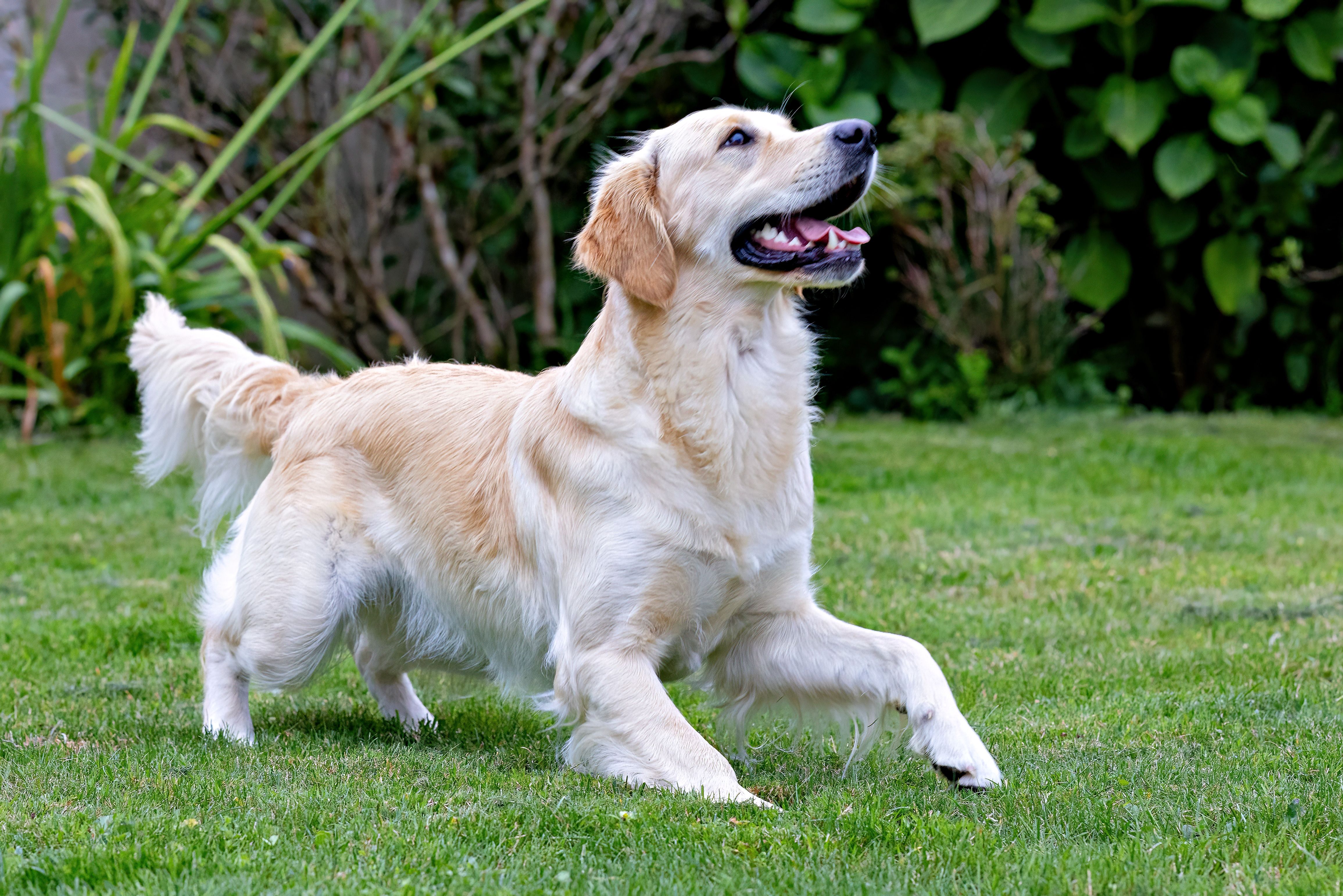 Golden retriever sano sobre césped verde