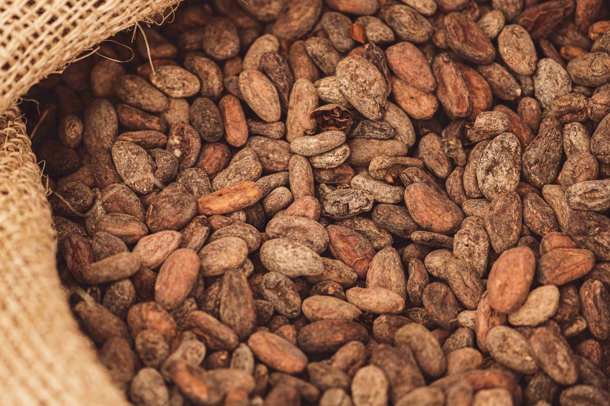 Granos de cacao en sacos listos para la fermentación