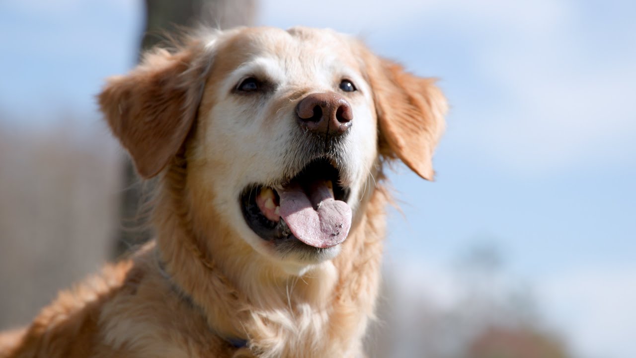 Golden retriever feliz después del tratamiento contra el cáncer