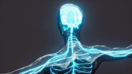 Holographic brain and digestive system