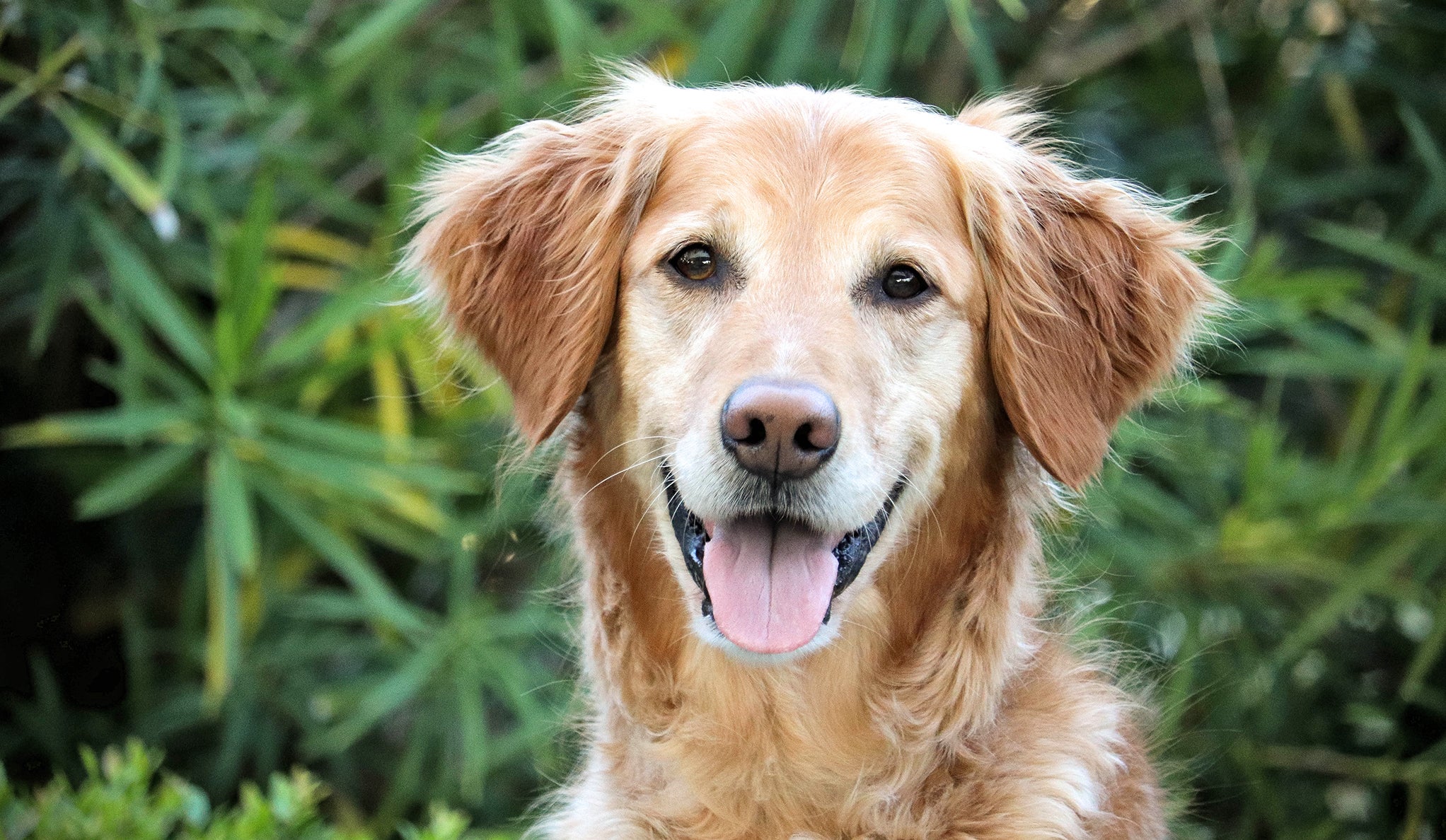 Hunter, un golden retriever que sobrevivió al cáncer gracias a una vacuna experimental
