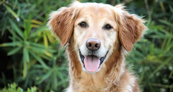 Perro recibiendo tratamiento innovador contra el cáncer