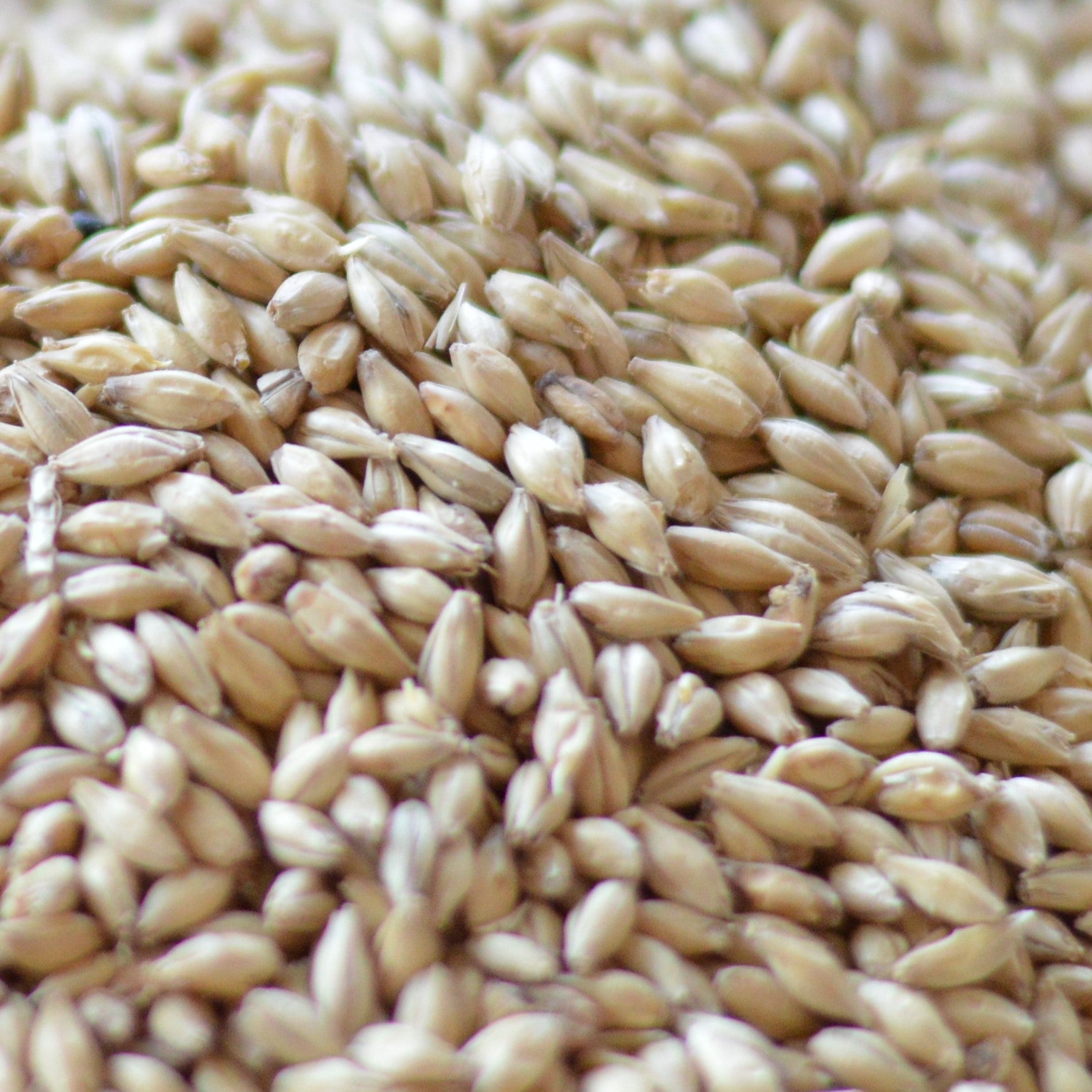 Brazil Malt Importers - Premium malt barley grains for brewing industry