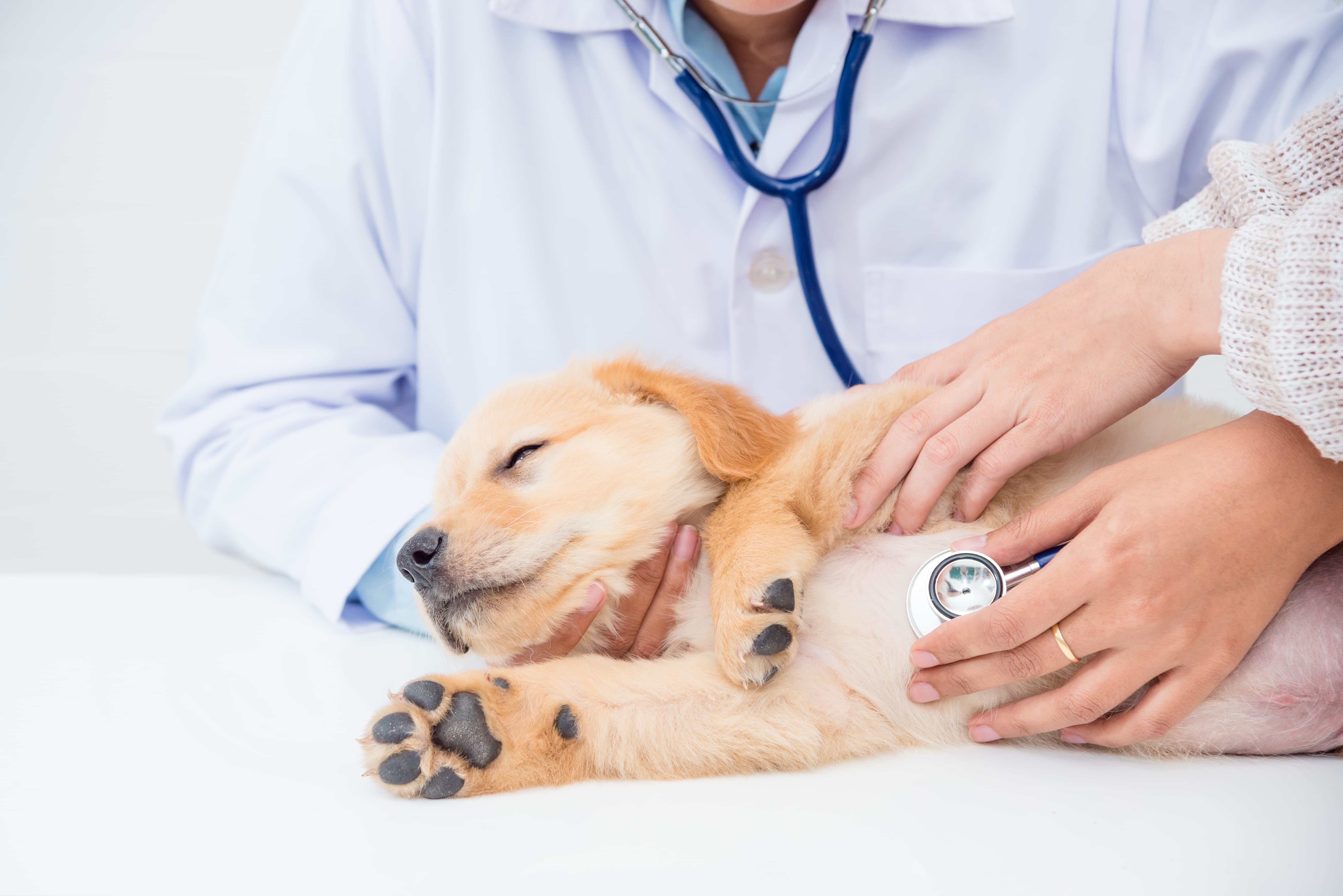 Comercial Veterinaria