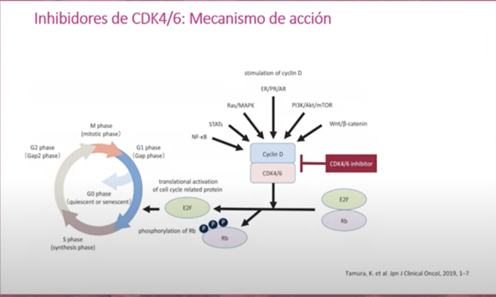 Mecanismo de acción de inhibidores en células cancerosas