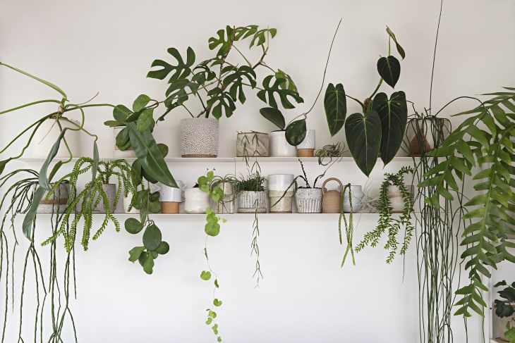 White shelves with plants