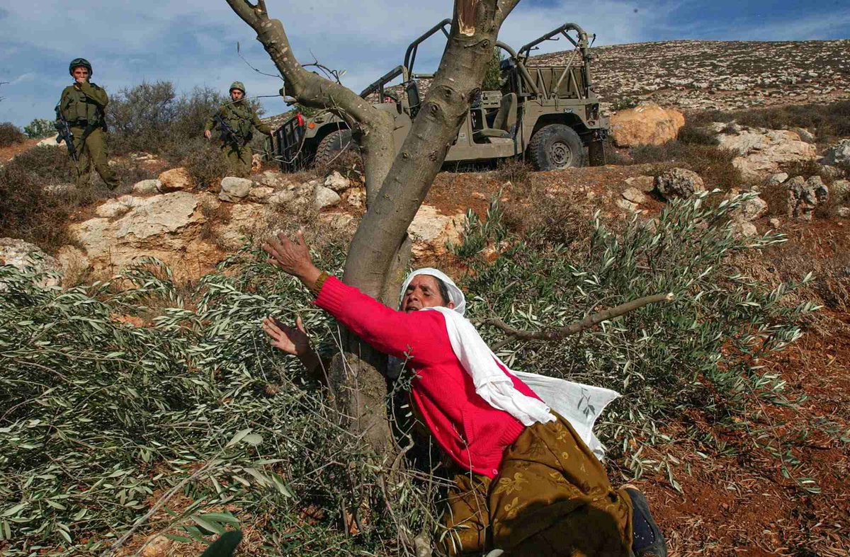 Palestinian landscape — olive trees and heritage