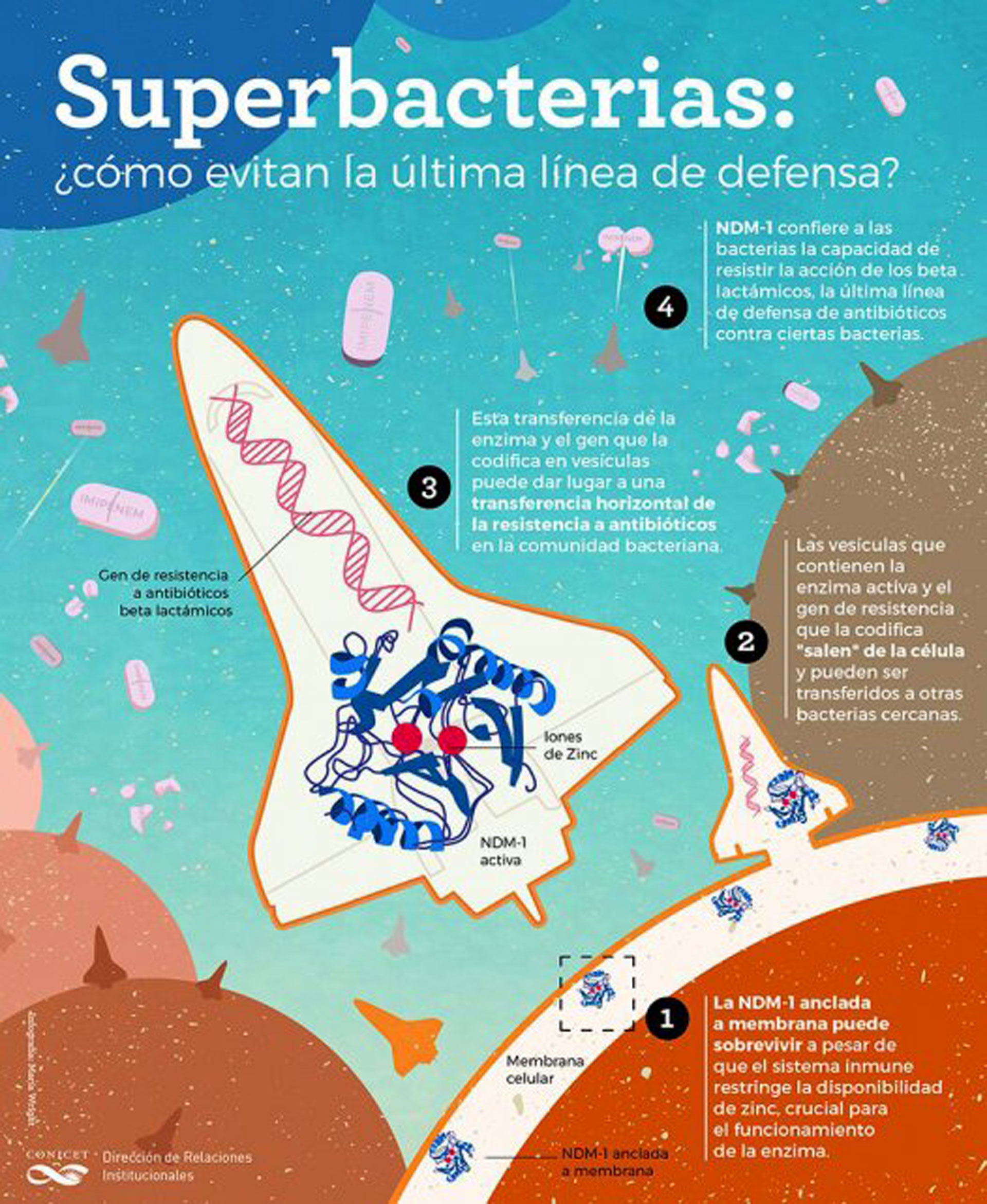 Mecanismo de acción de las arqueasinas contra las superbacterias